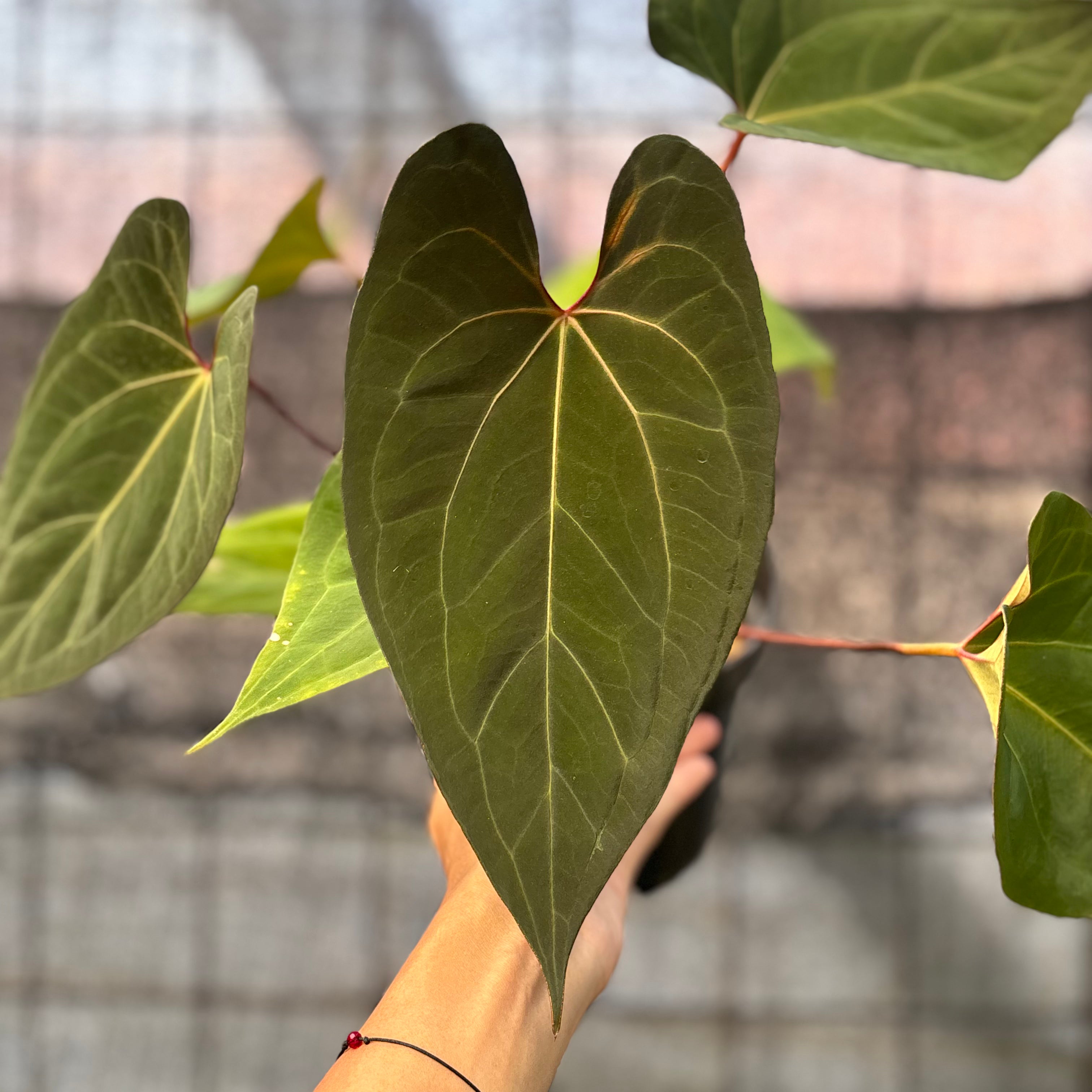 RP5-6 Anthurium Fortsherman Hybrid