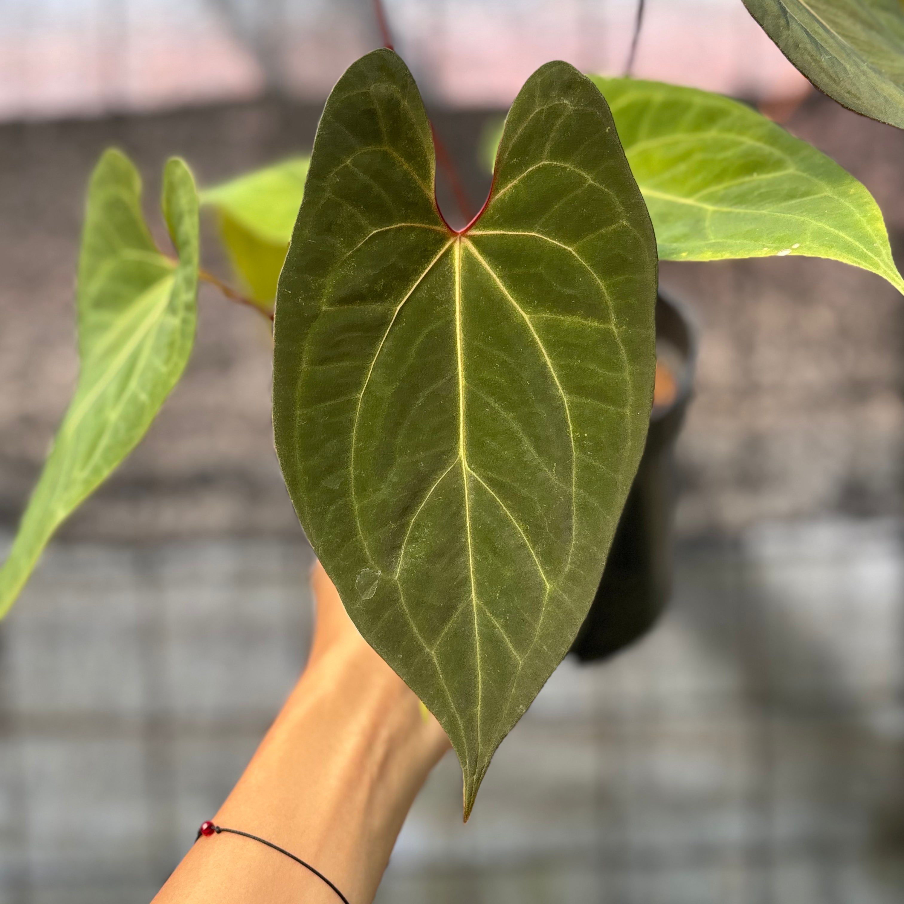 RP5-6 Anthurium Fortsherman Hybrid
