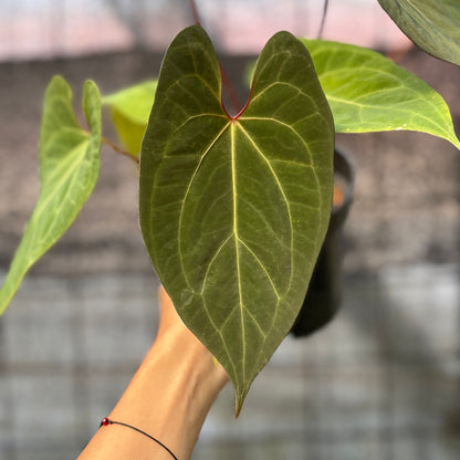 RP5-6 Anthurium Fortsherman Hybrid