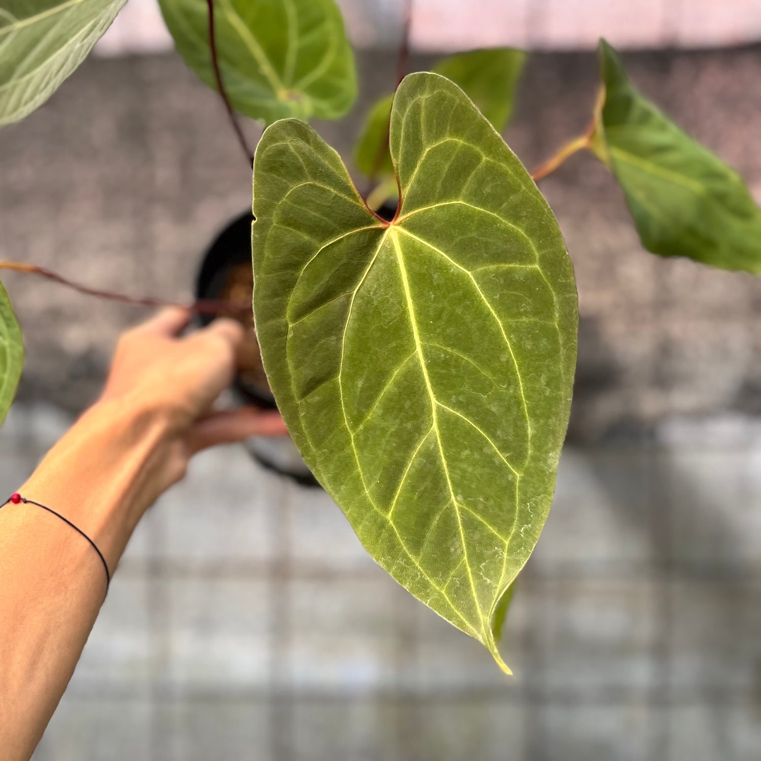 RP5-6 Anthurium Fortsherman Hybrid