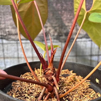 RP5-6 Anthurium Fortsherman Hybrid