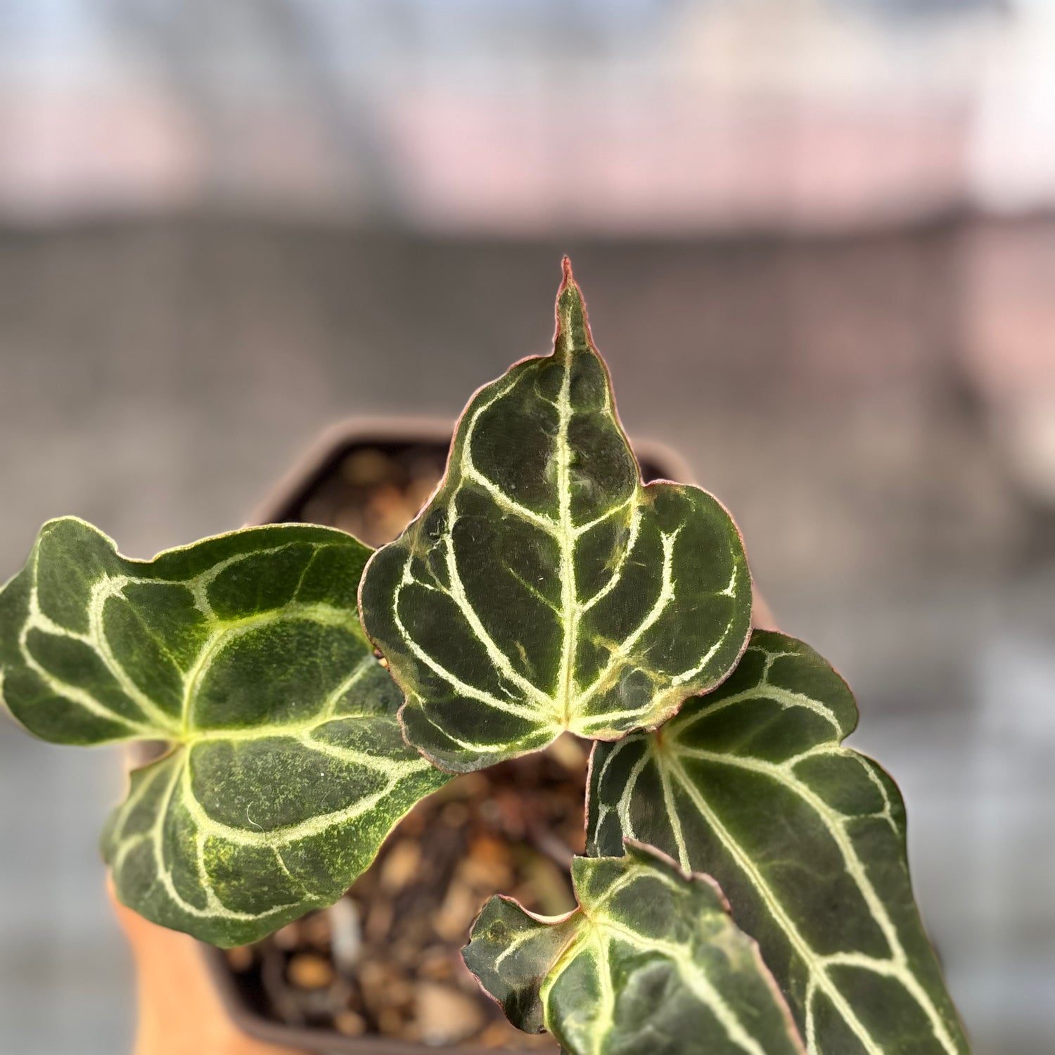 RP6-6 Anthurium Cristallinum Orochi