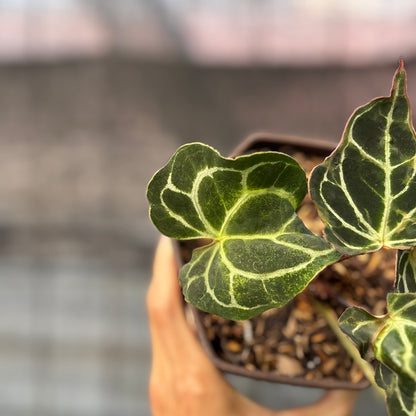 RP6-6 Anthurium Cristallinum Orochi