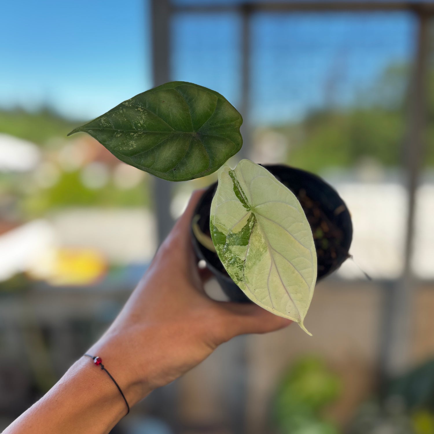RP049-7	Alocasia Dragon Scale Variegated