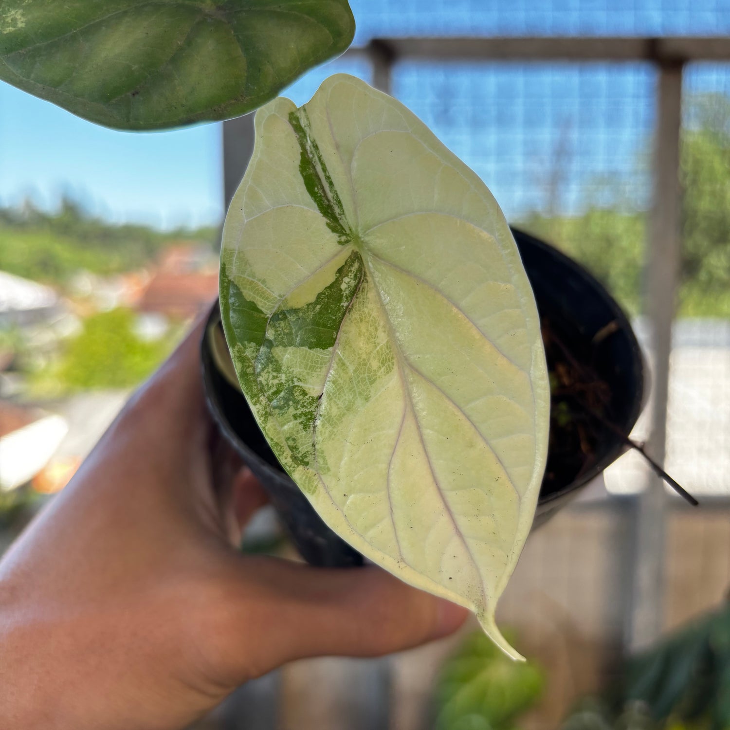 RP049-7	Alocasia Dragon Scale Variegated