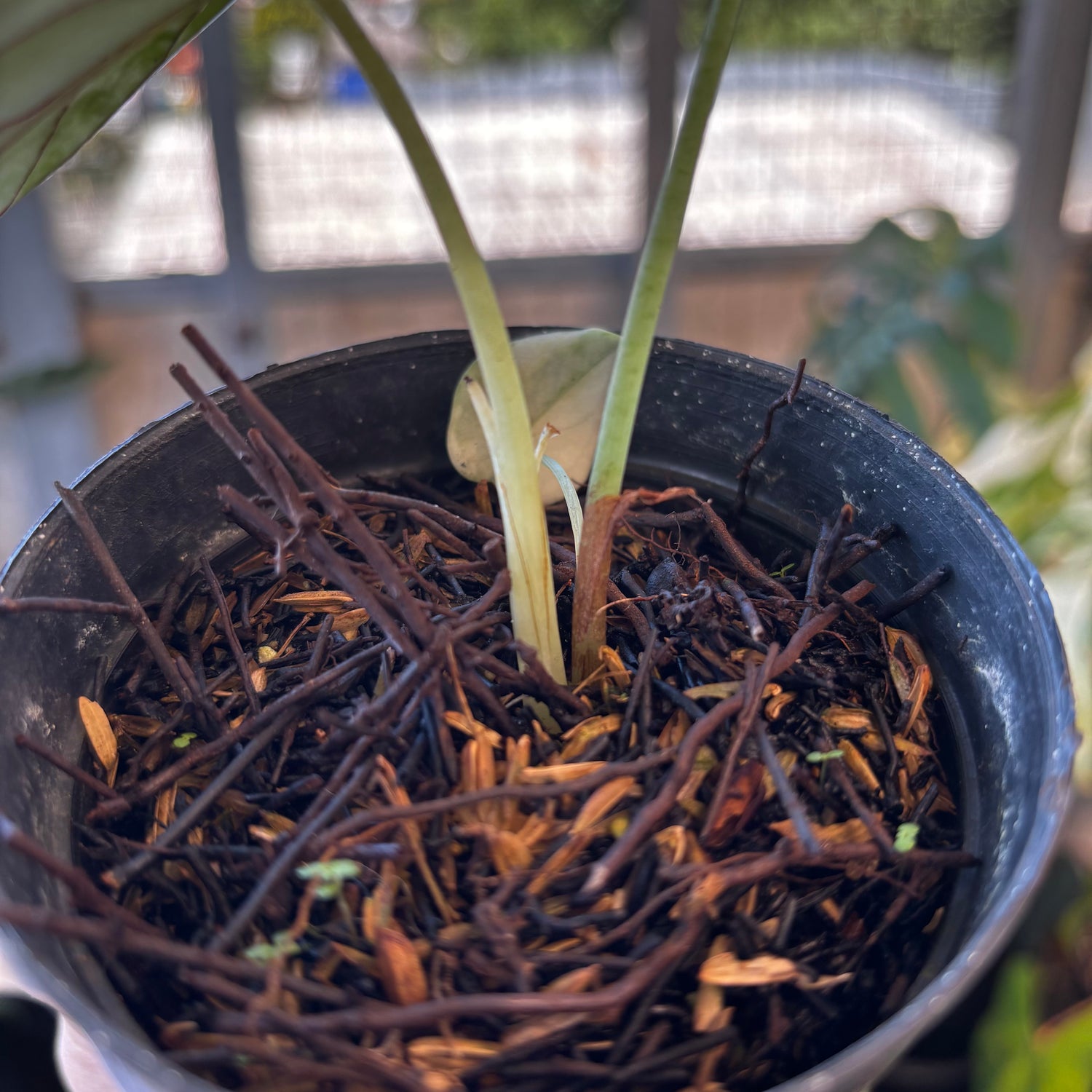 RP049-7	Alocasia Dragon Scale Variegated