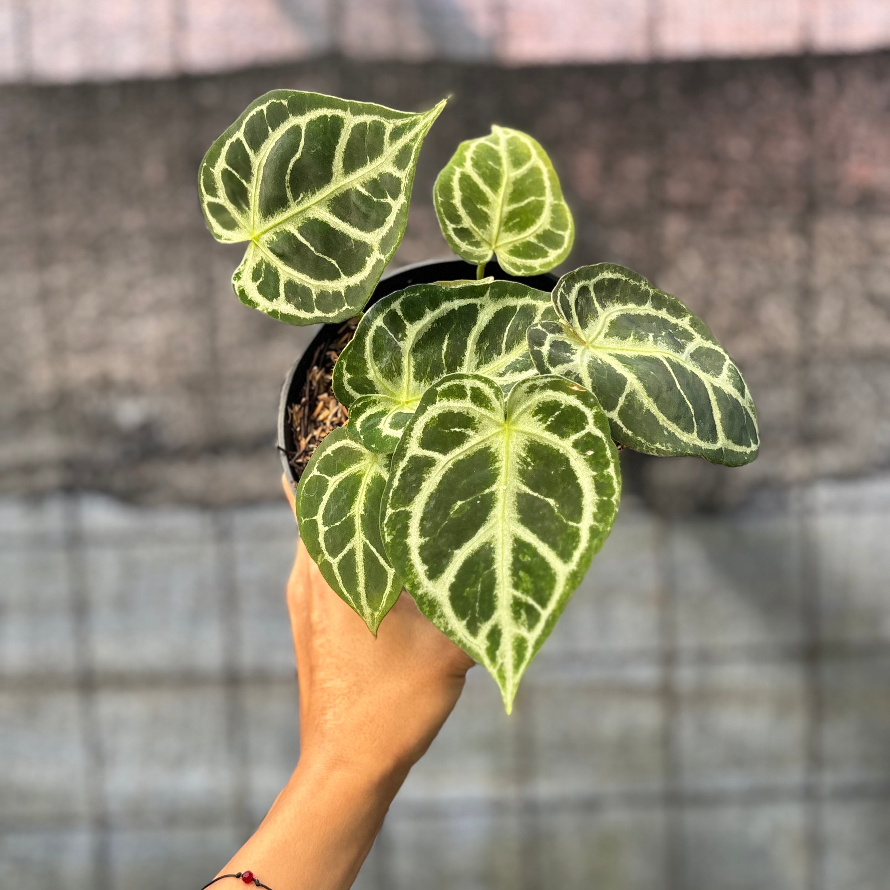 RP6-6 Anthurium Cristallinum Orochi