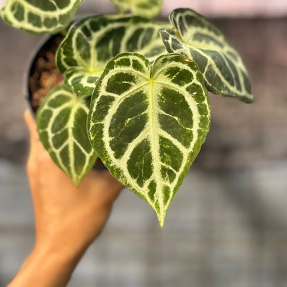 RP6-6 Anthurium Cristallinum Orochi