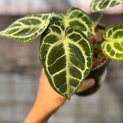 RP7-6 Anthurium Dorayaki Hybrid