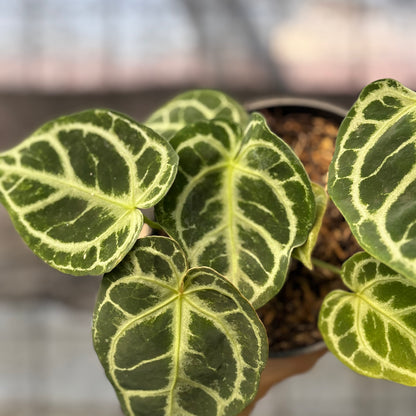 RP7-6 Anthurium Dorayaki Hybrid