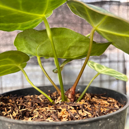RP6-6 Anthurium Cristallinum Orochi