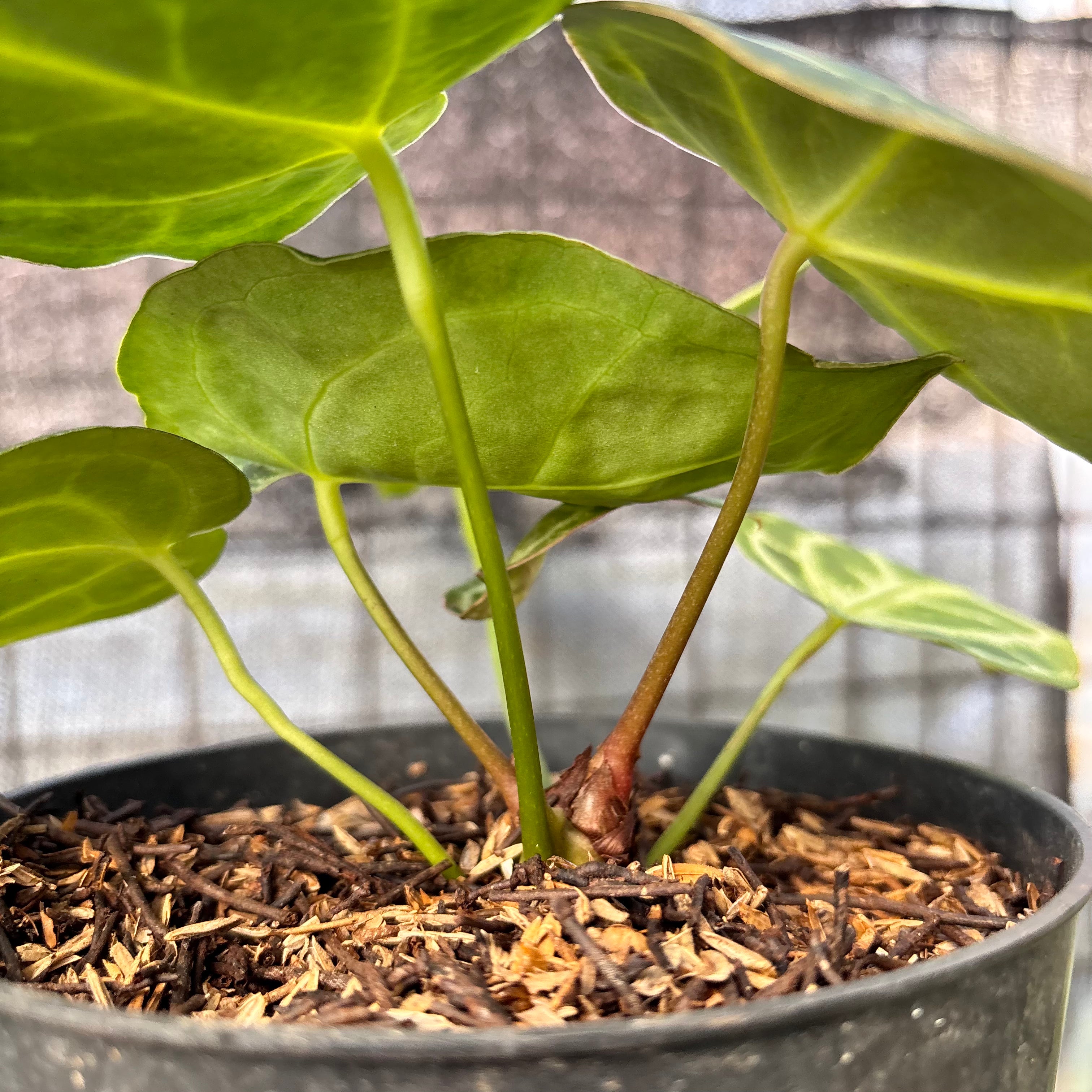 RP7-6 Anthurium Dorayaki Hybrid