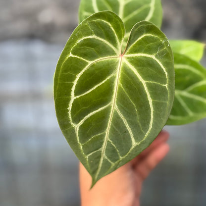RP8-6 Anthurium HU x Red Crystallinum