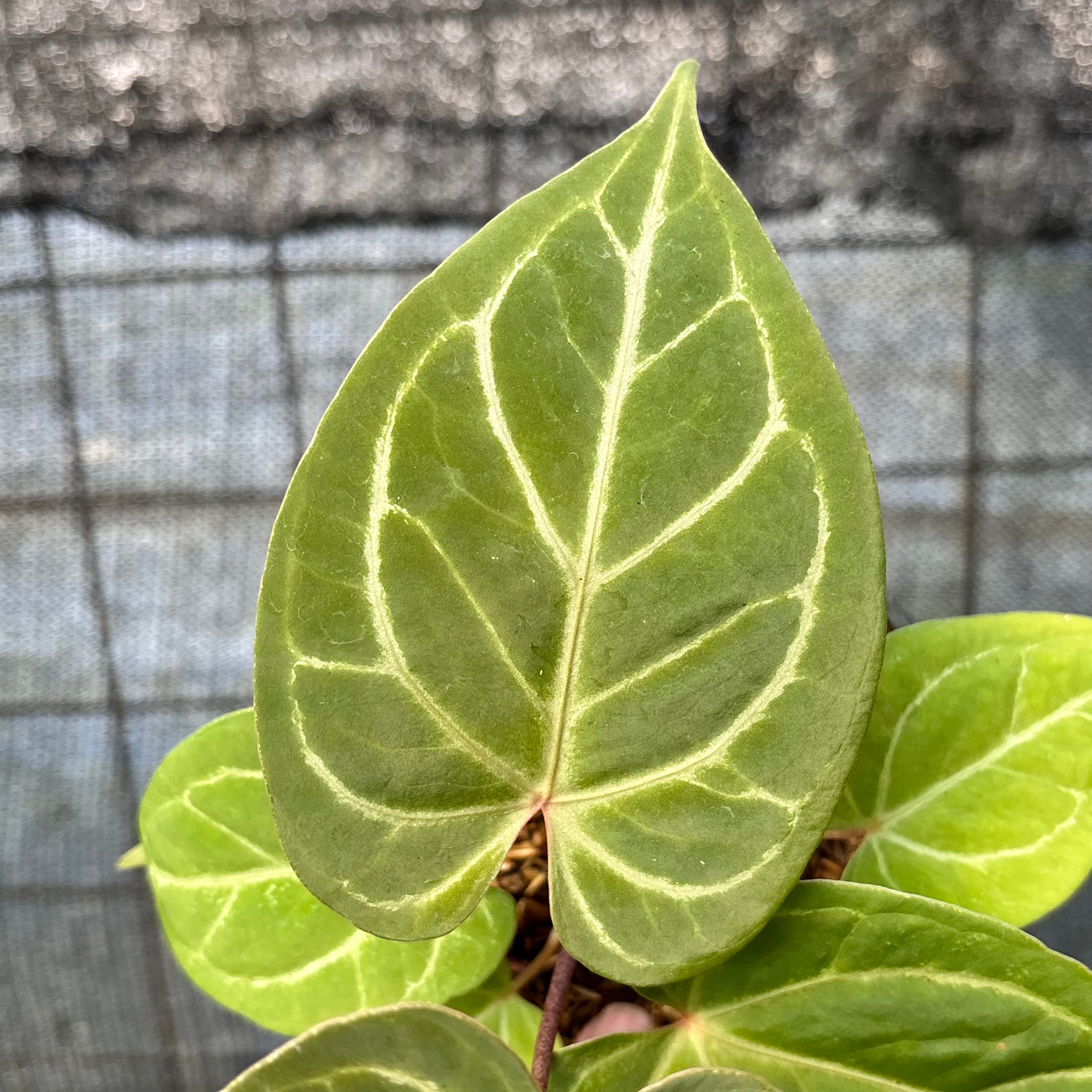RP8-6 Anthurium HU x Red Crystallinum