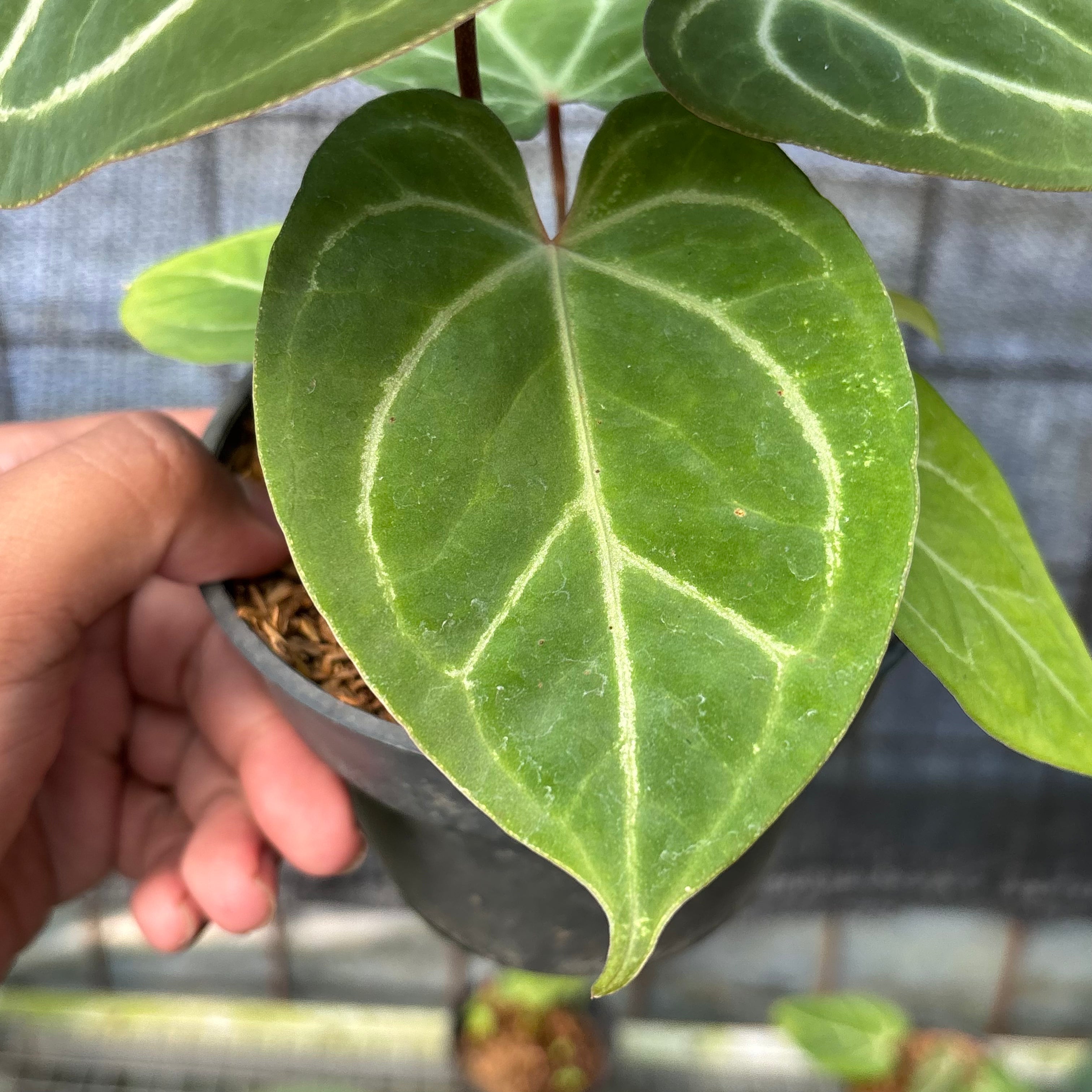 RP8-6 Anthurium HU x Red Crystallinum