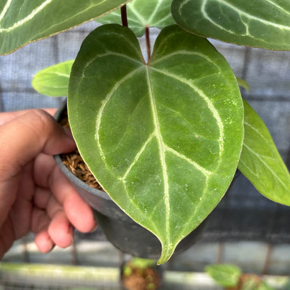 RP8-6 Anthurium HU x Red Crystallinum