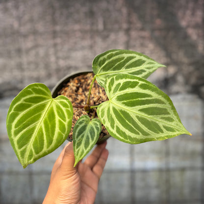 RP9-6 Anthurium Cristallinum Hybrid