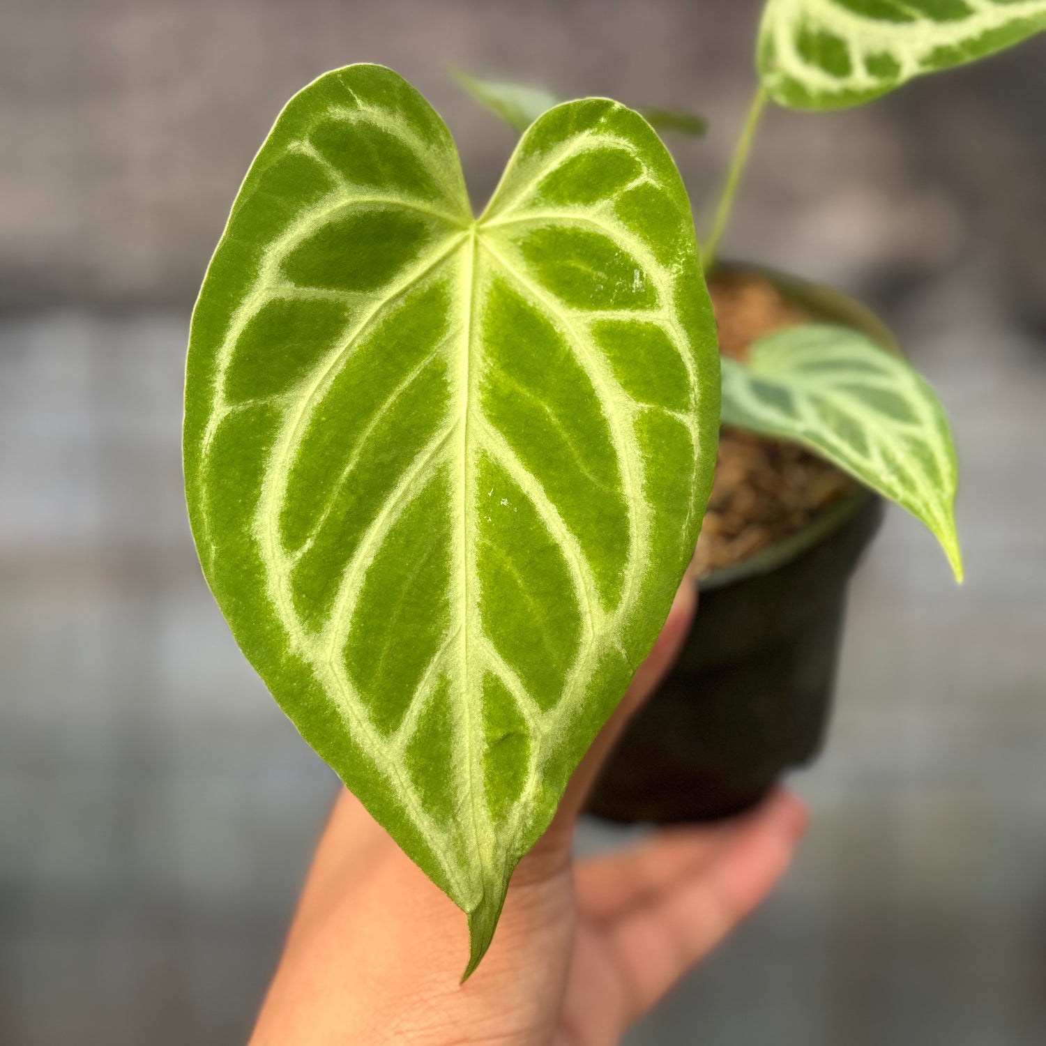 RP9-6 Anthurium Cristallinum Hybrid