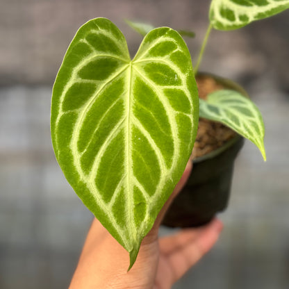 RP9-6 Anthurium Cristallinum Hybrid