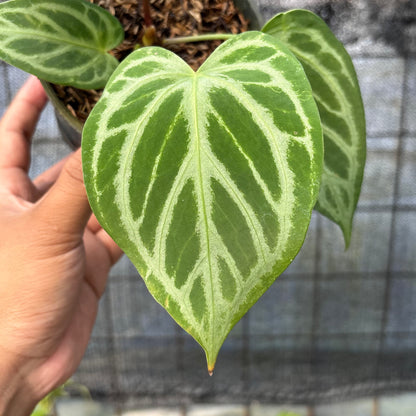 RP9-6 Anthurium Cristallinum Hybrid