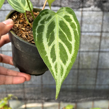 RP9-6 Anthurium Cristallinum Hybrid