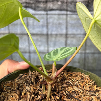 RP9-6 Anthurium Cristallinum Hybrid