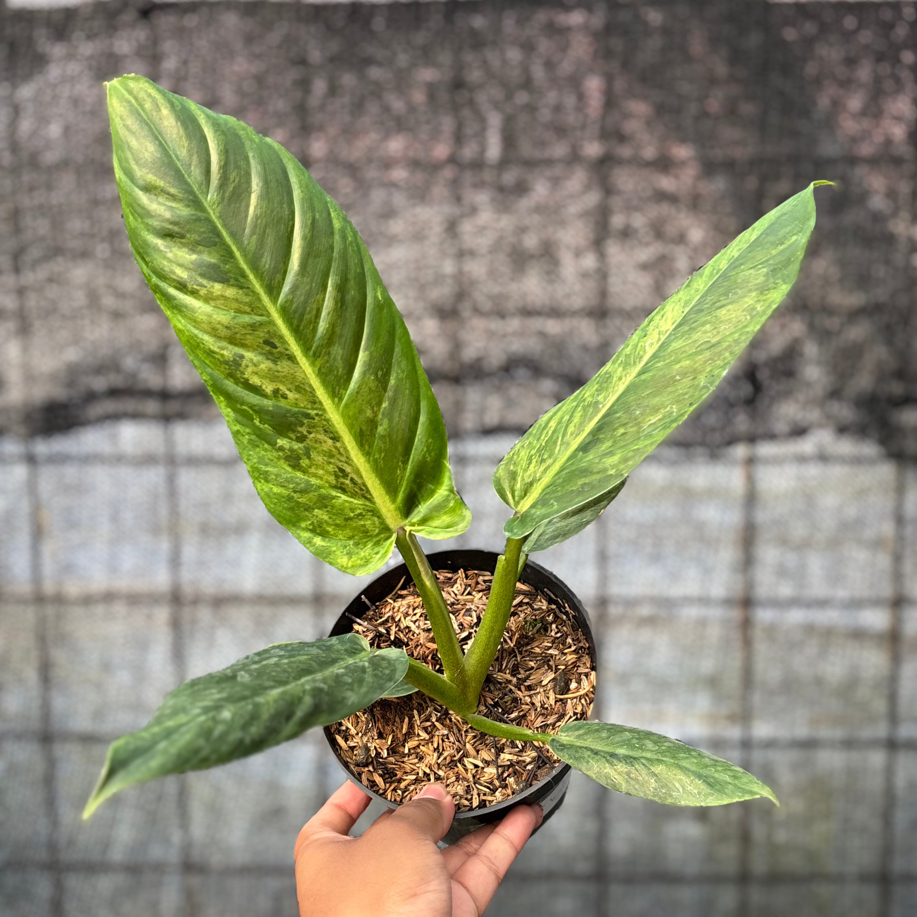 RP10-6 Philodendron Subhastatum