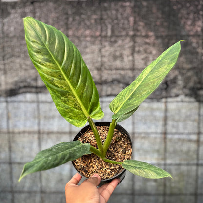 RP10-6 Philodendron Subhastatum