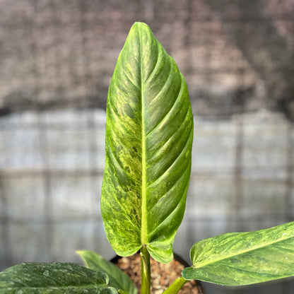 RP10-6 Philodendron Subhastatum
