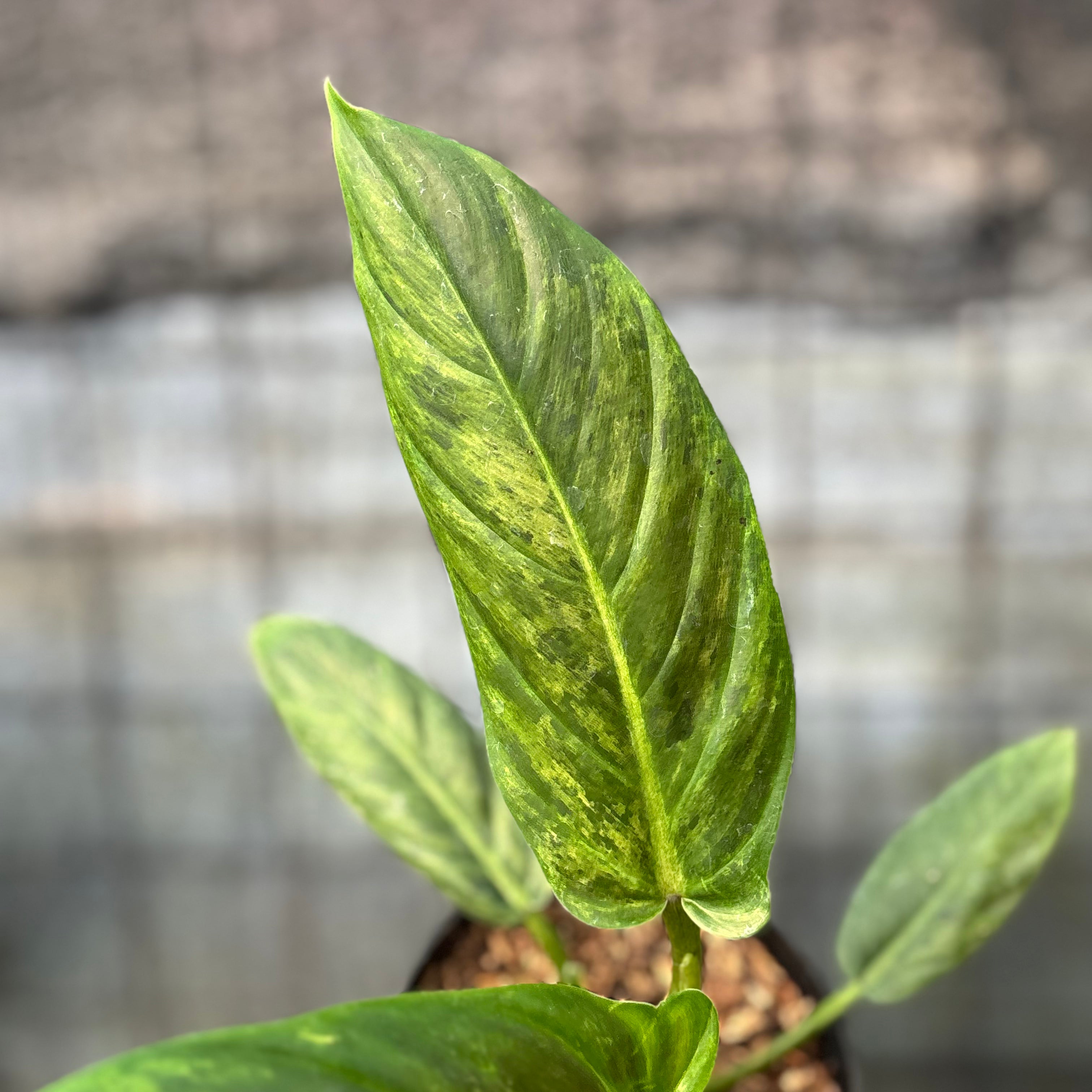 RP10-6 Philodendron Subhastatum