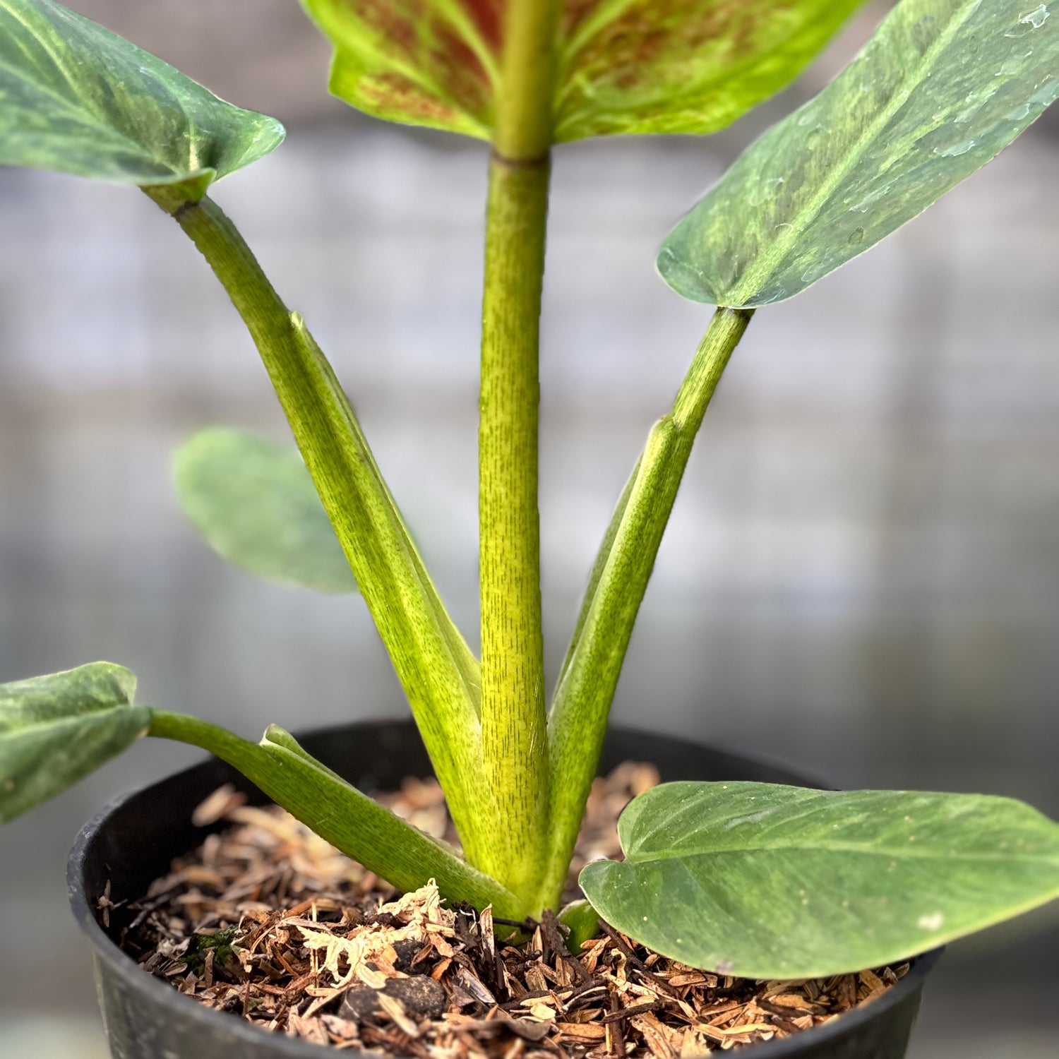 RP10-6 Philodendron Subhastatum