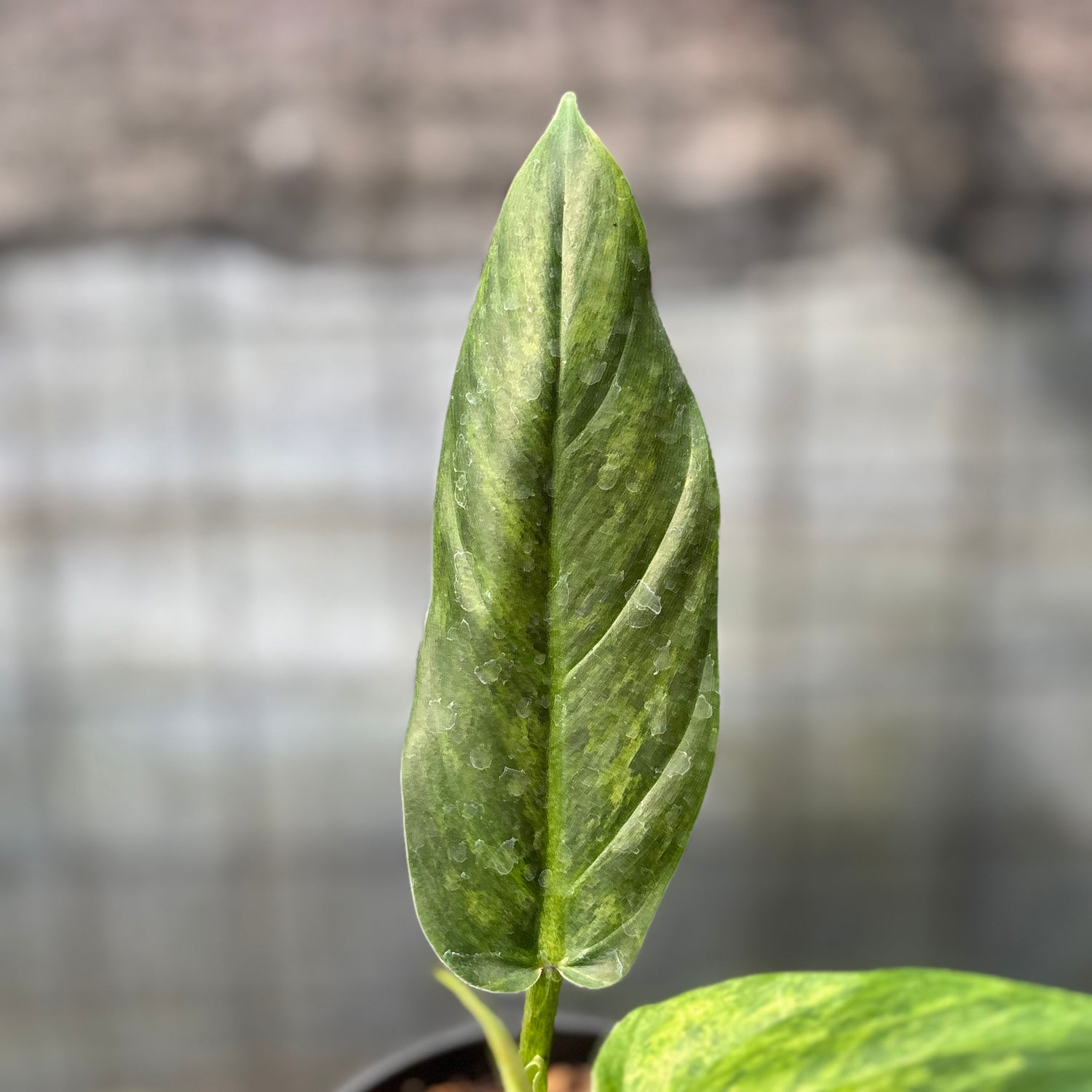 RP10-6 Philodendron Subhastatum