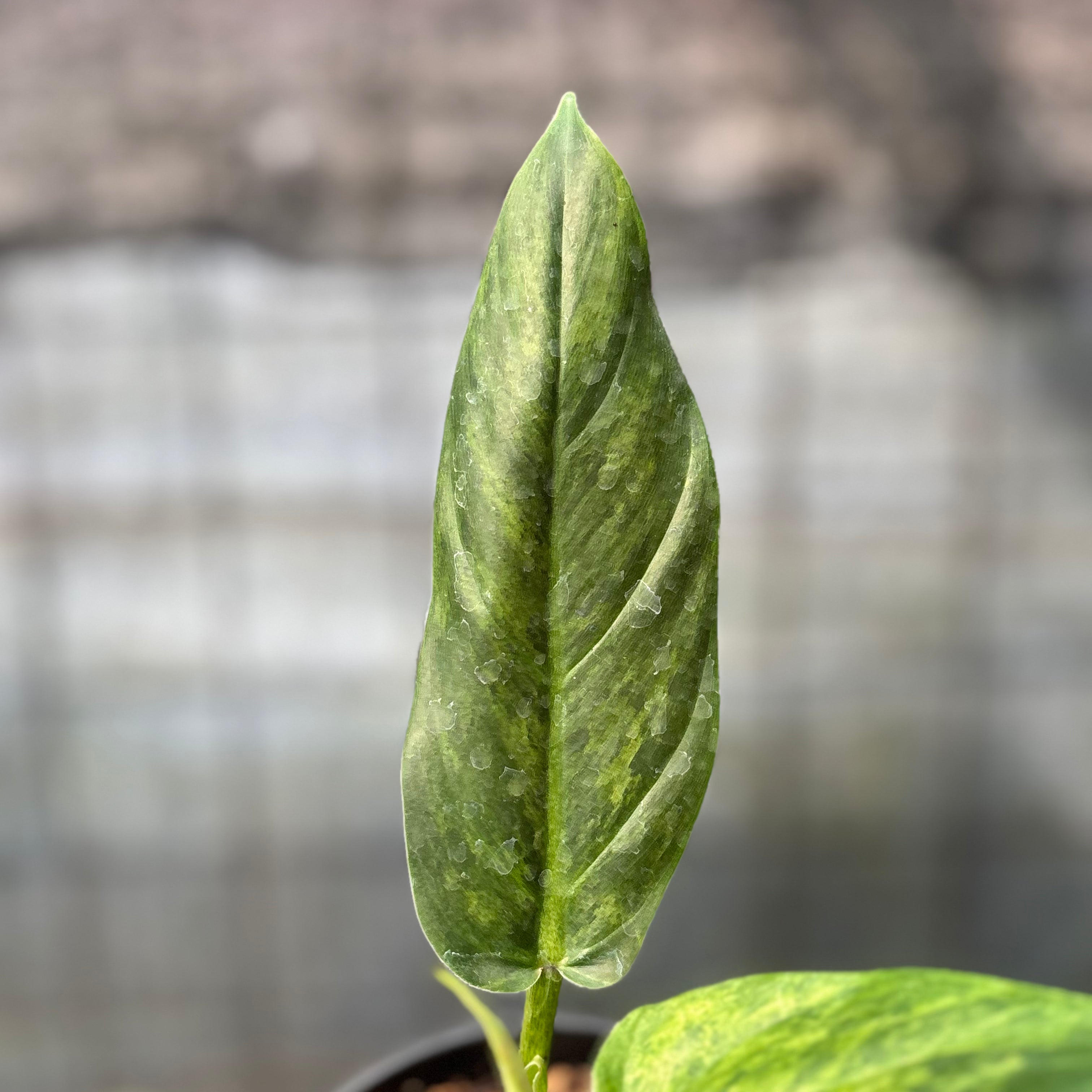 RP10-6 Philodendron Subhastatum