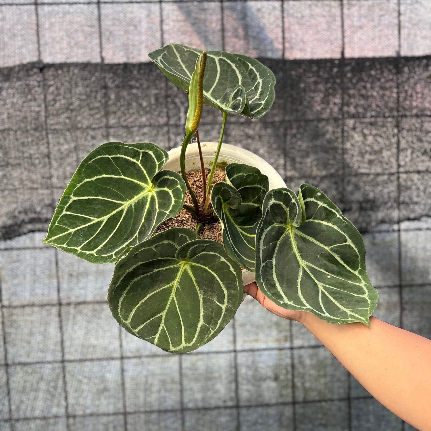 RP11-6 Anthurium Dressleri x Magnificum