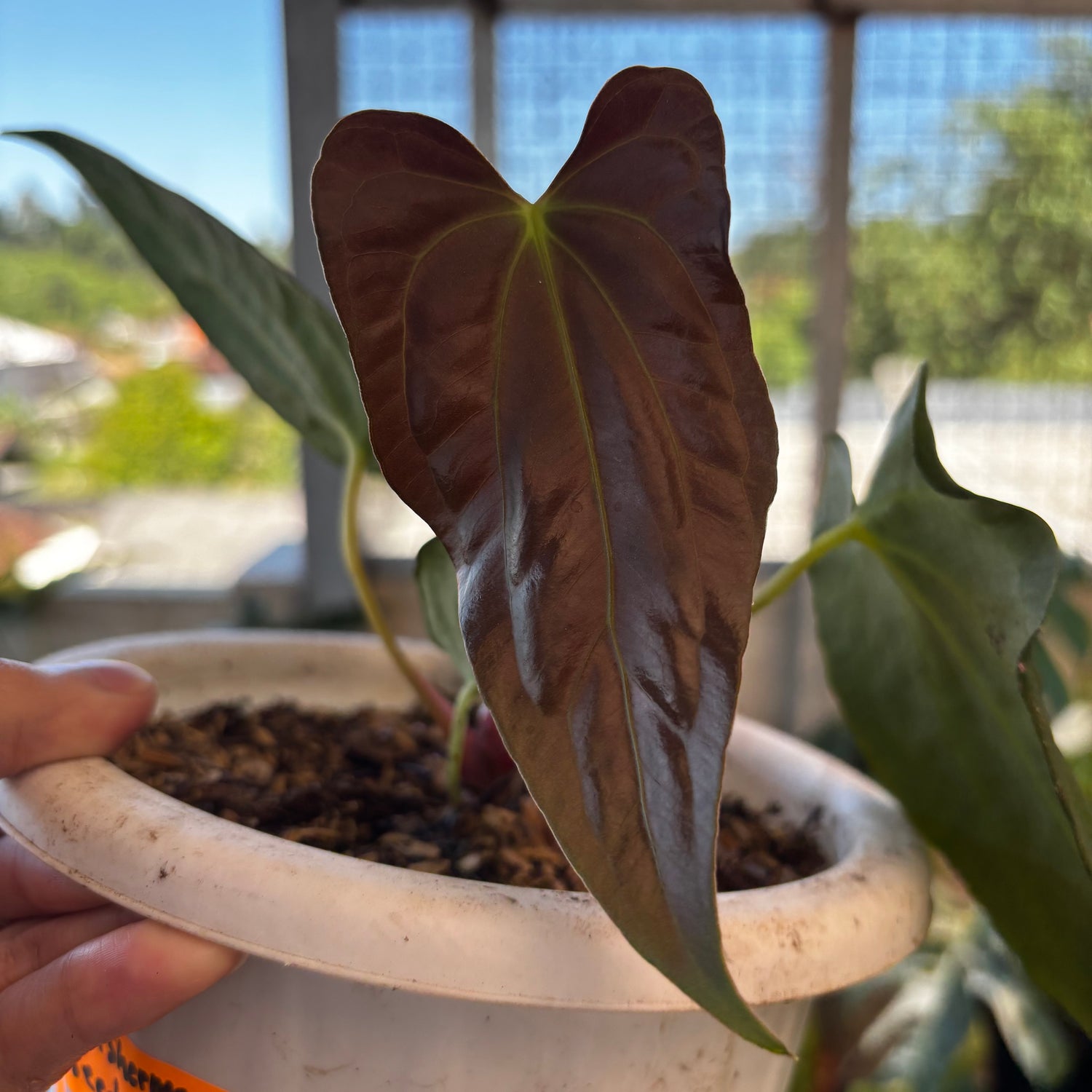 RP053-7	Anthurium Fort Sherman Seed