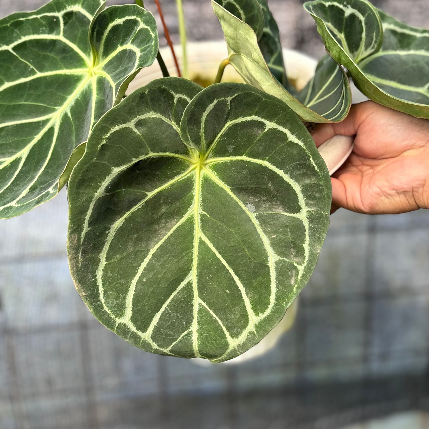 RP11-6 Anthurium Dressleri x Magnificum
