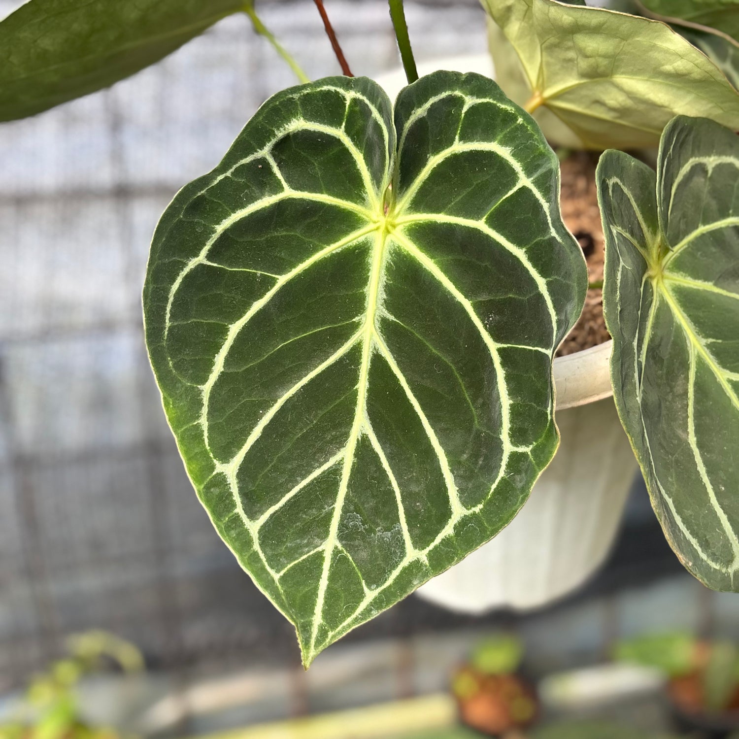 RP11-6 Anthurium Dressleri x Magnificum