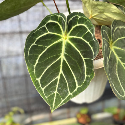RP11-6 Anthurium Dressleri x Magnificum