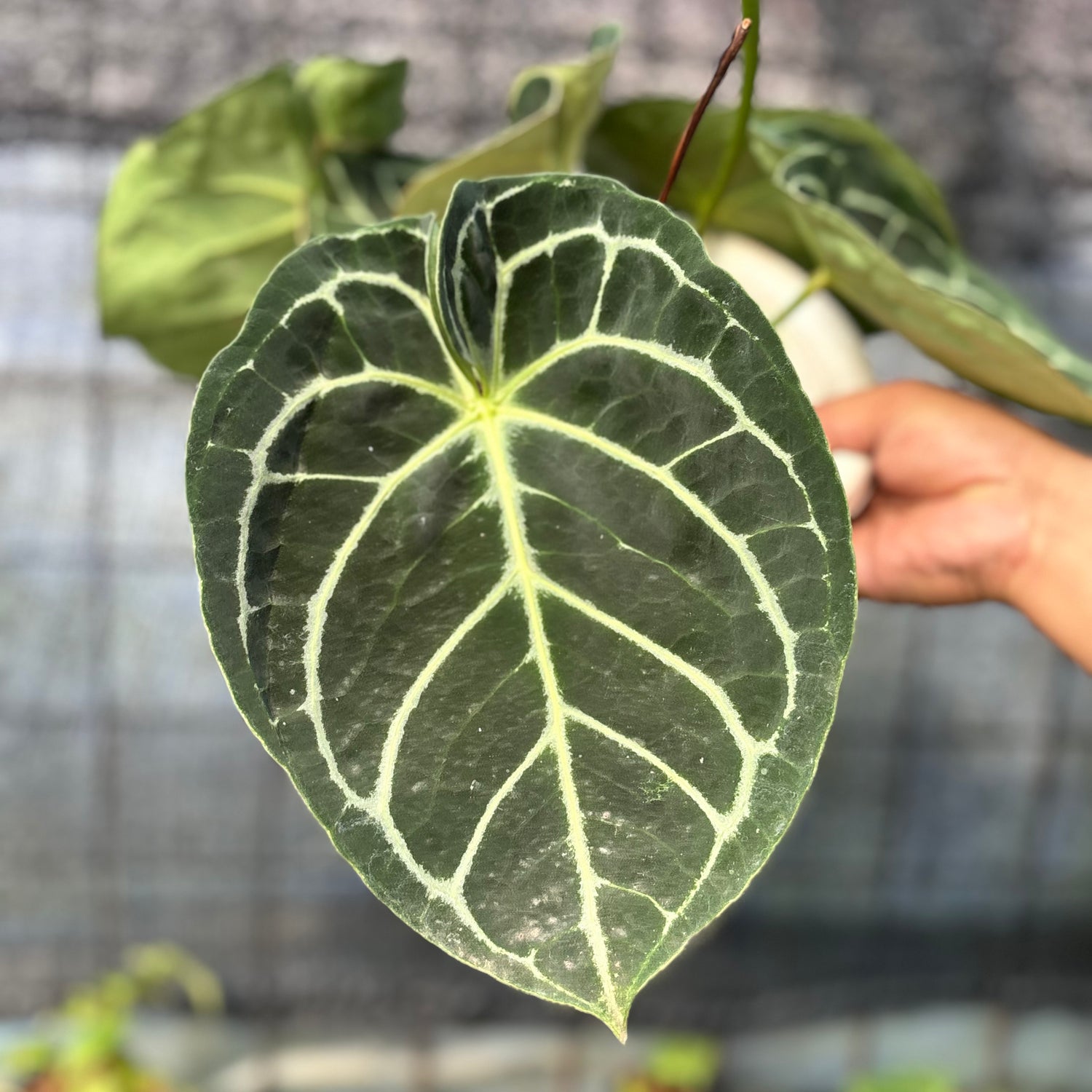 RP11-6 Anthurium Dressleri x Magnificum