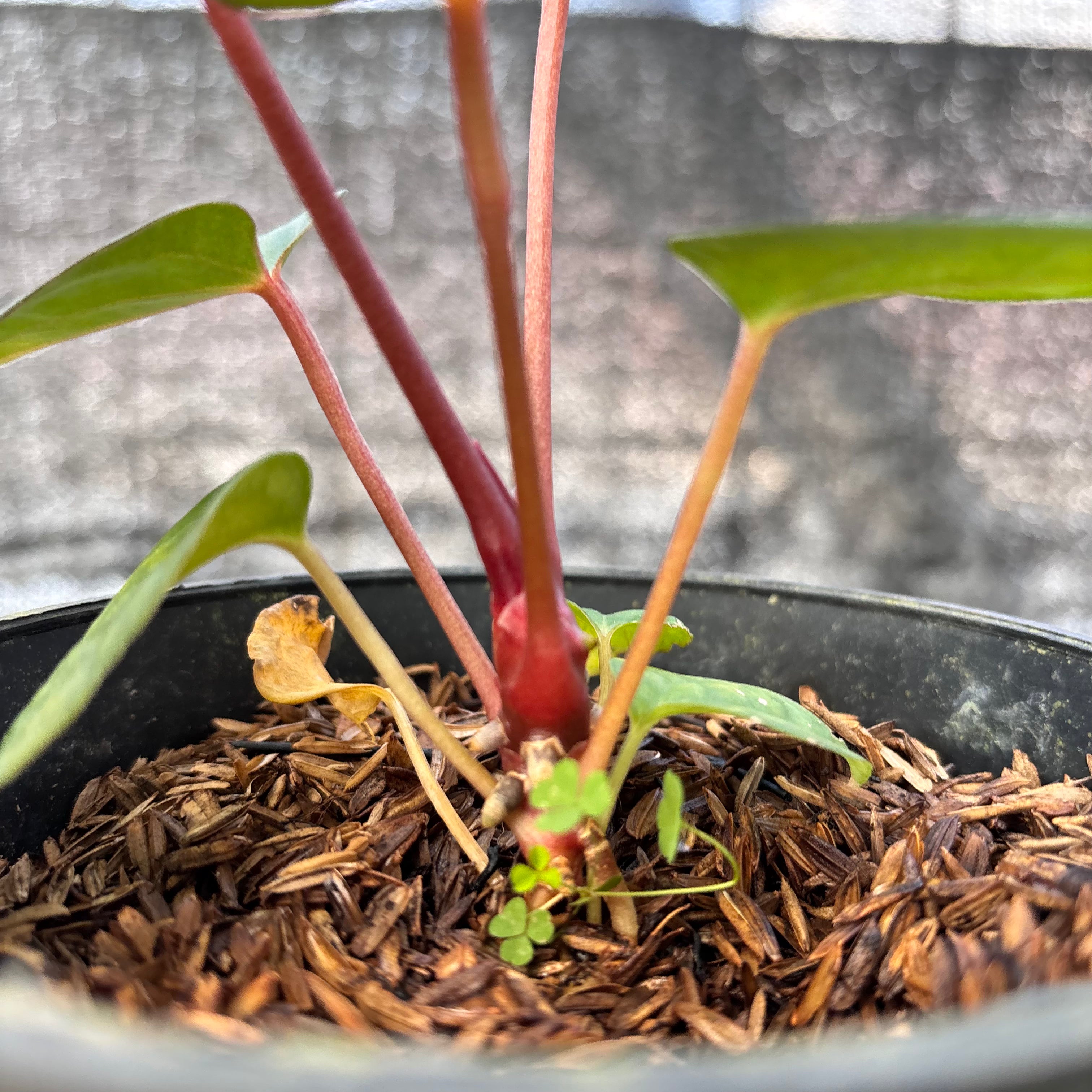 RP12-6 Anthurium Night Queen x Red Crystallinum