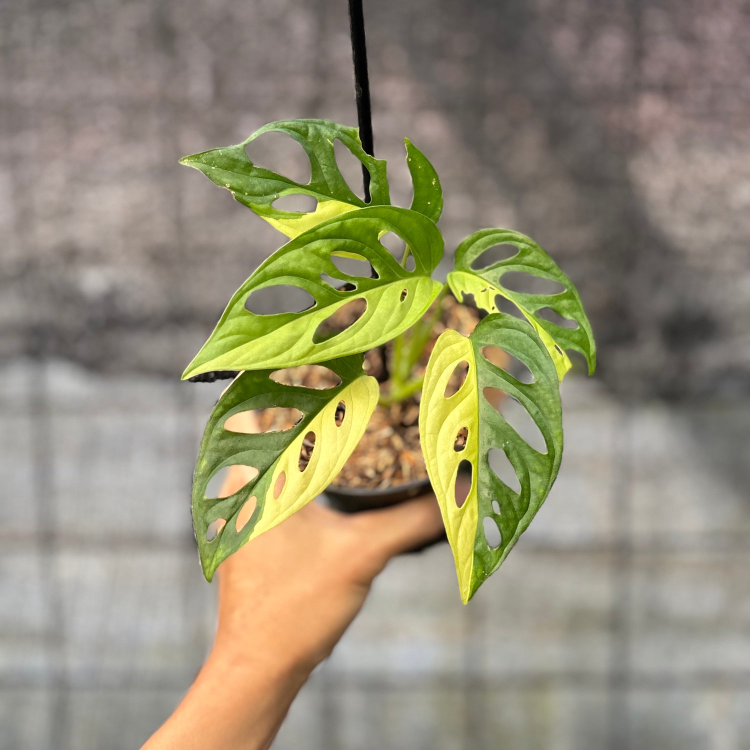 RP13-6 Monstera Adansoni Aurea