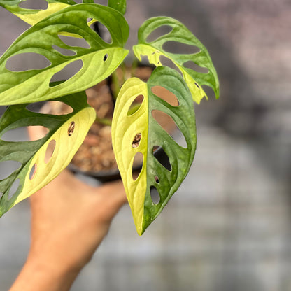 RP13-6 Monstera Adansoni Aurea