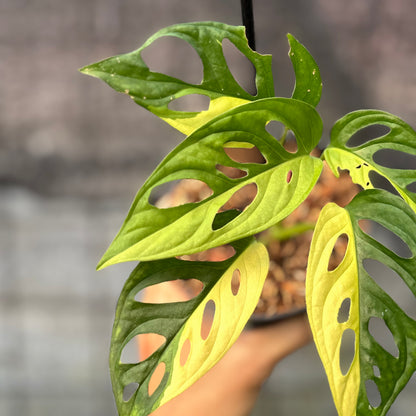 RP13-6 Monstera Adansoni Aurea