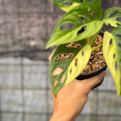 RP13-6 Monstera Adansoni Aurea