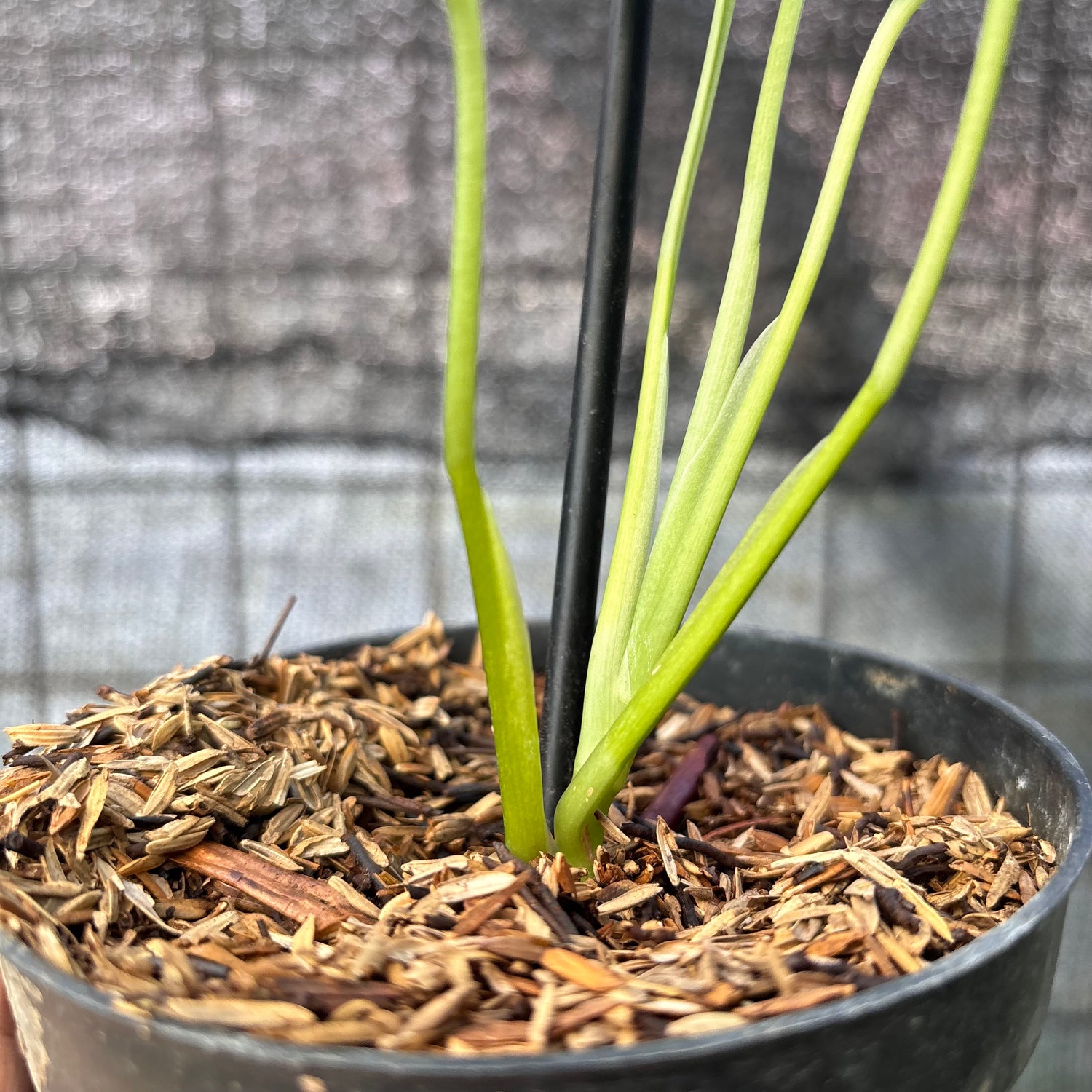 RP13-6 Monstera Adansoni Aurea