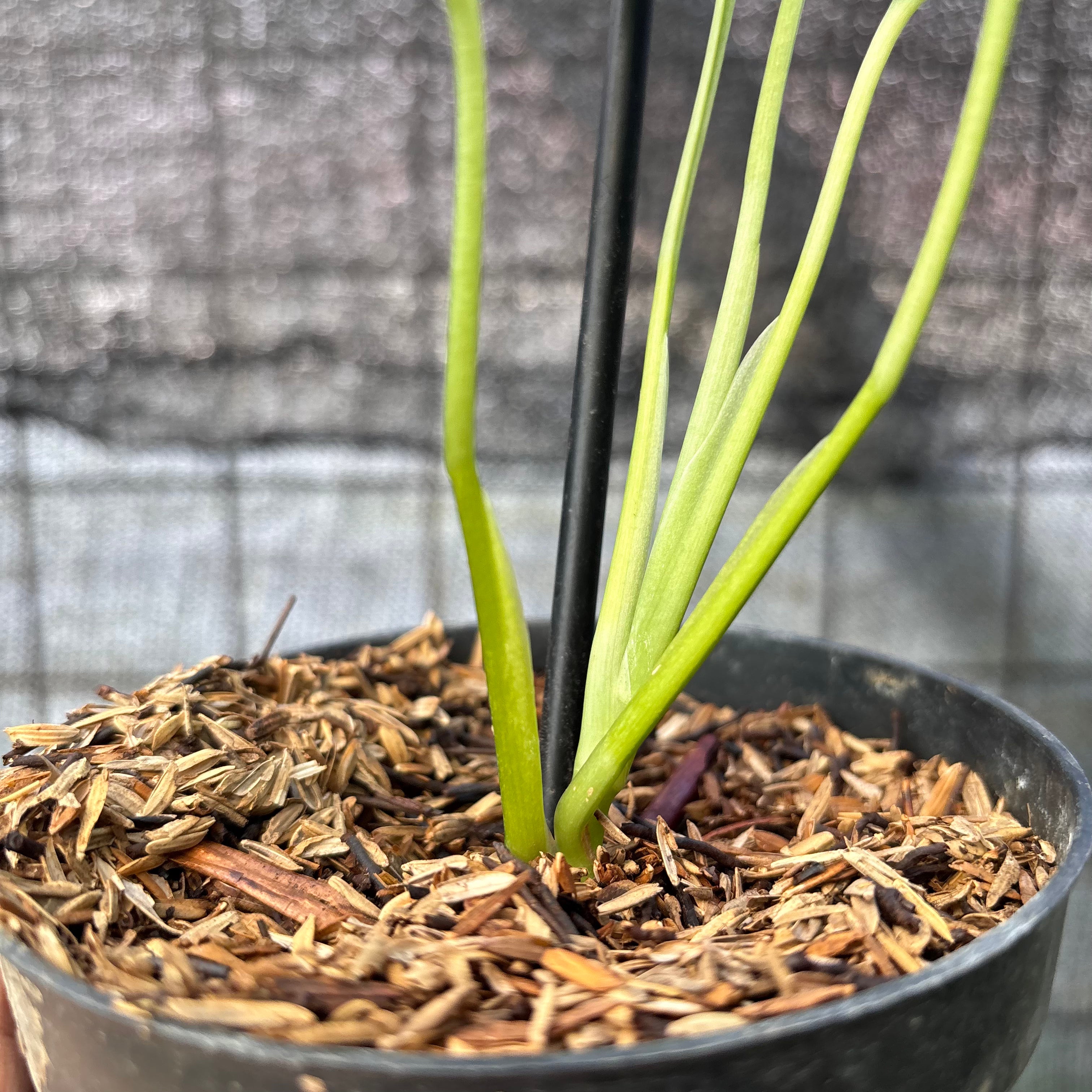 RP13-6 Monstera Adansoni Aurea