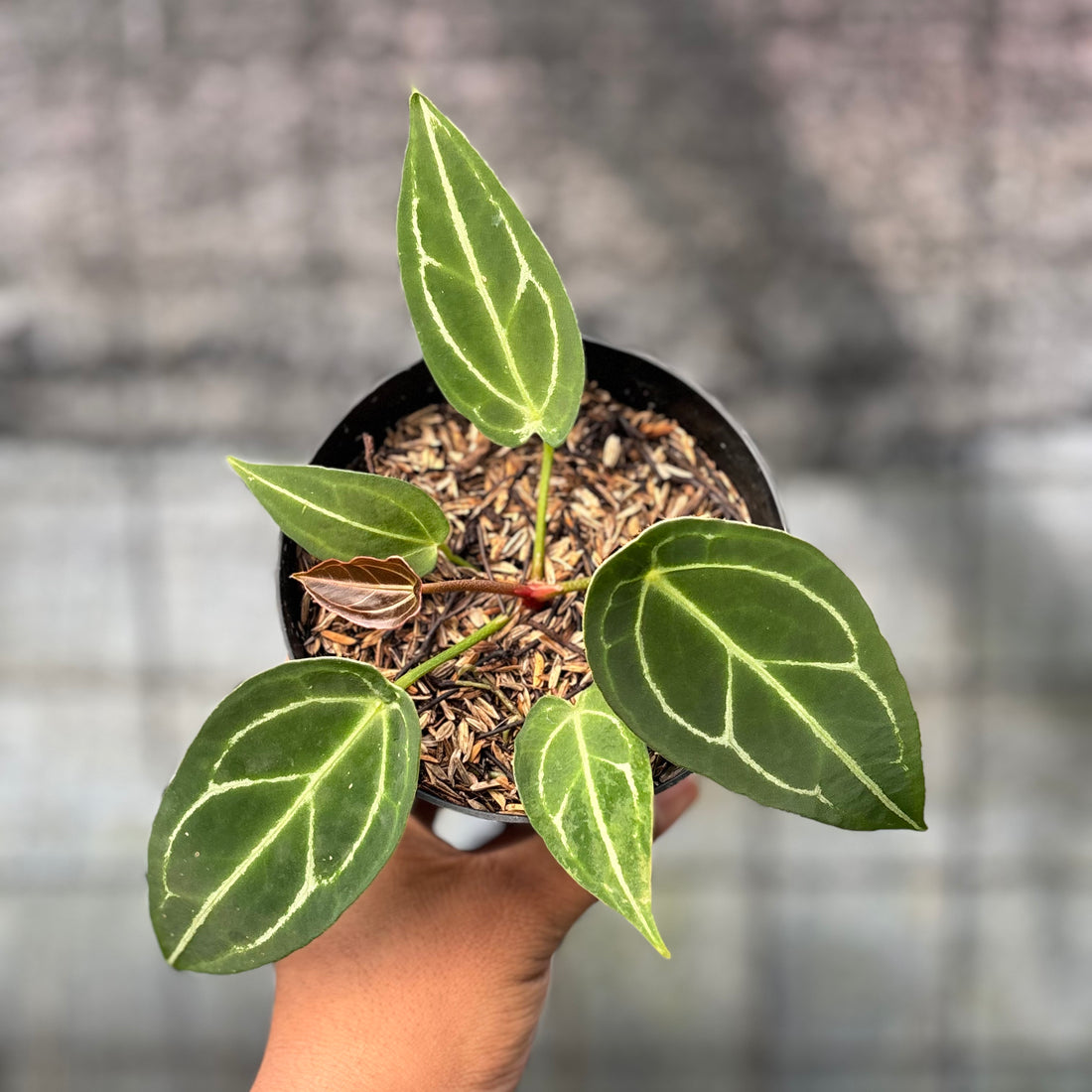 RP14-6 Anthurium Red Spider