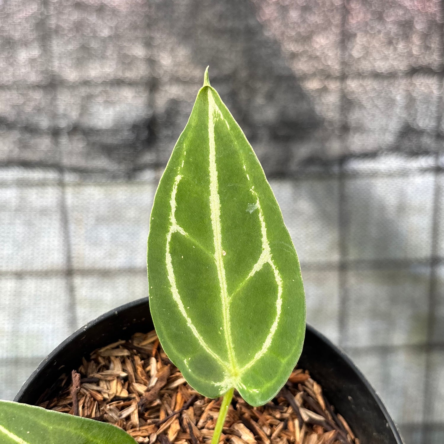 RP14-6 Anthurium Red Spider