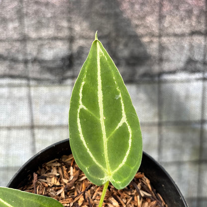 RP14-6 Anthurium Red Spider