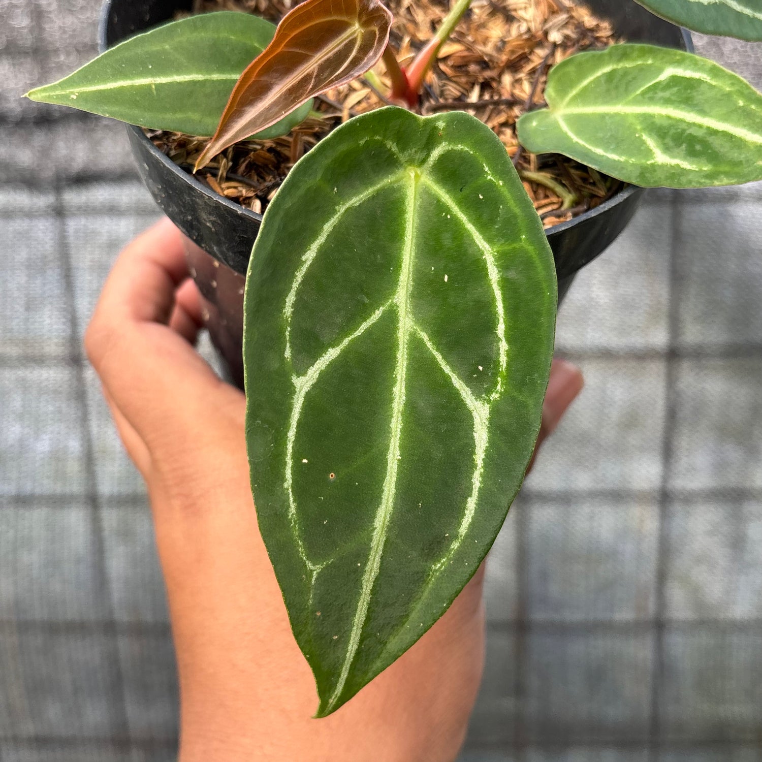 RP14-6 Anthurium Red Spider